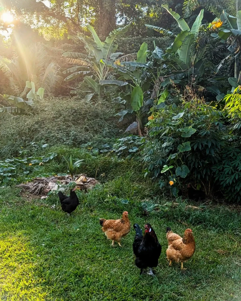 Chickens foraging in sunlit tropical garden with banana plants and lush greenery.