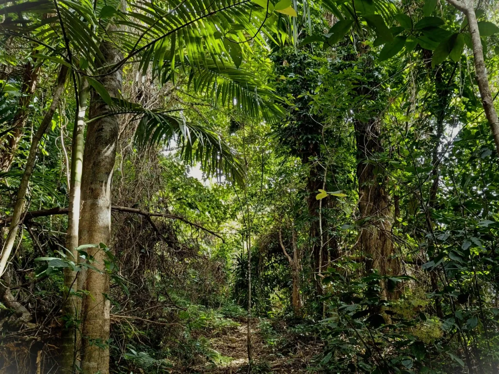Dense tropical rainforest with tall palms, vines, and filtered sunlight over a narrow forest path.