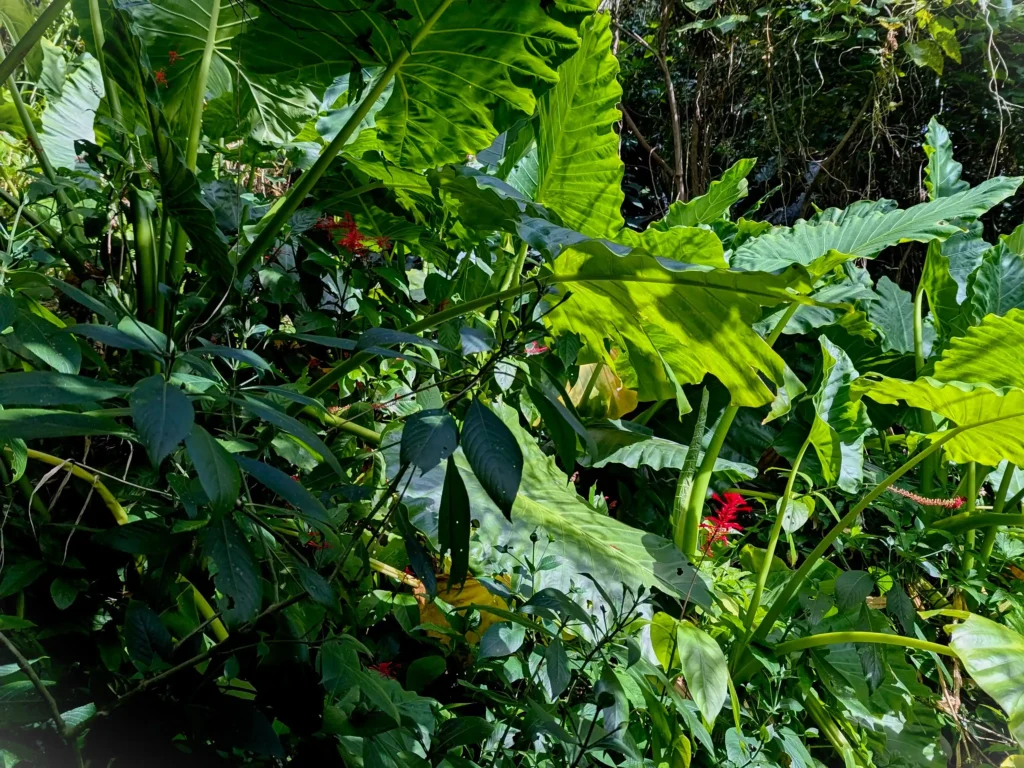 Sunlit tropical foliage with large taro leaves and red flowers amid dense green vegetation.