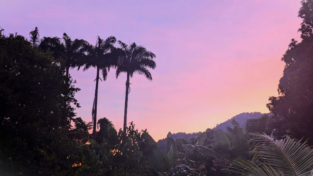 Tall palm trees and tropical foliage silhouetted against a pink and orange sunset sky.