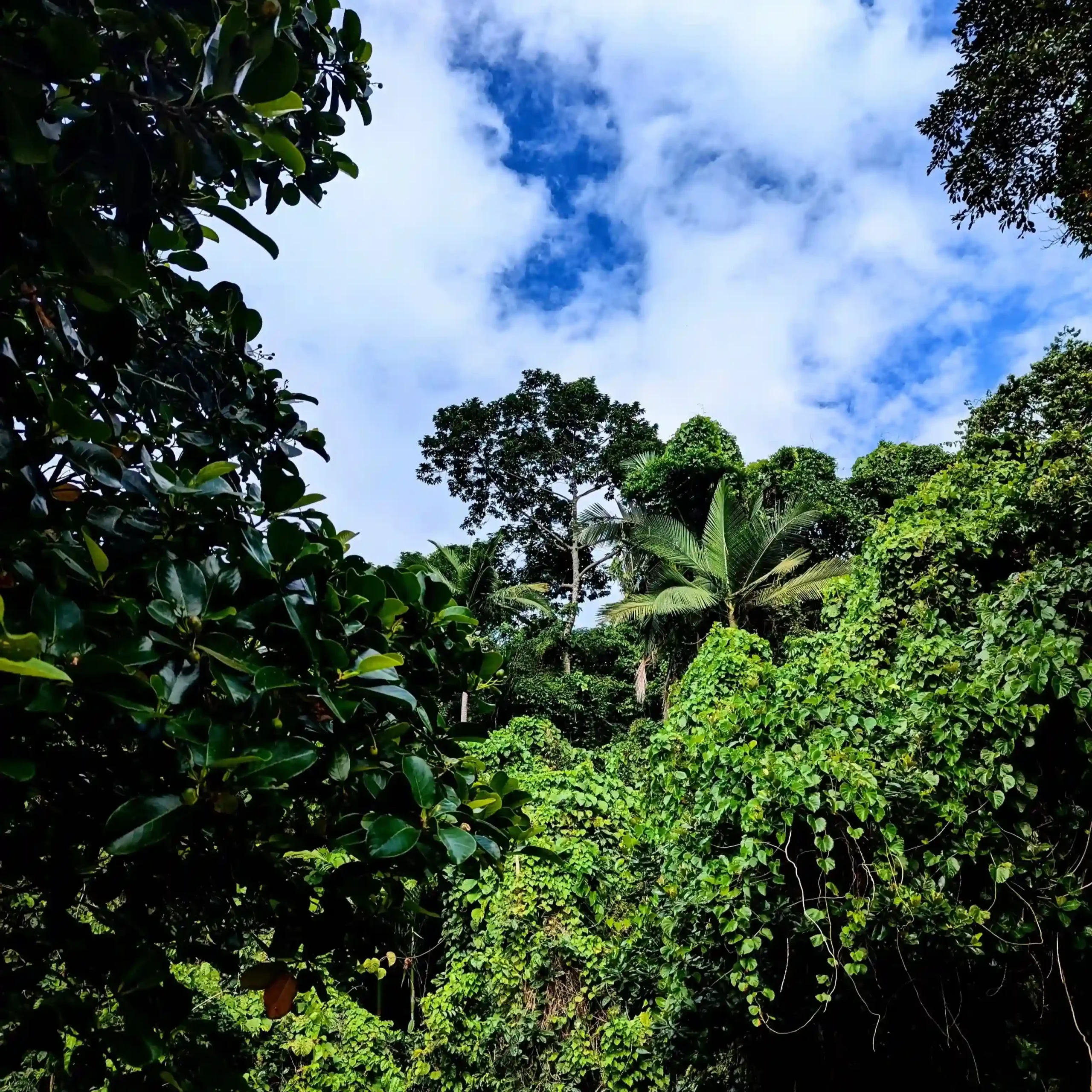 Dense tropical canopy with palm and broadleaf trees under bright blue sky and scattered clouds.