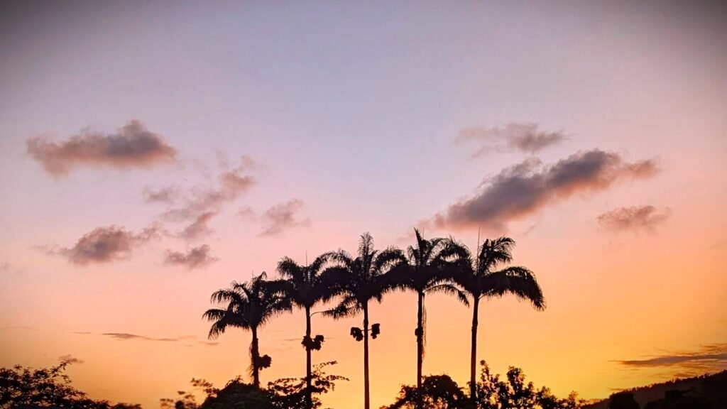 Tall palm trees silhouetted against a vivid orange and pink tropical sunset sky.