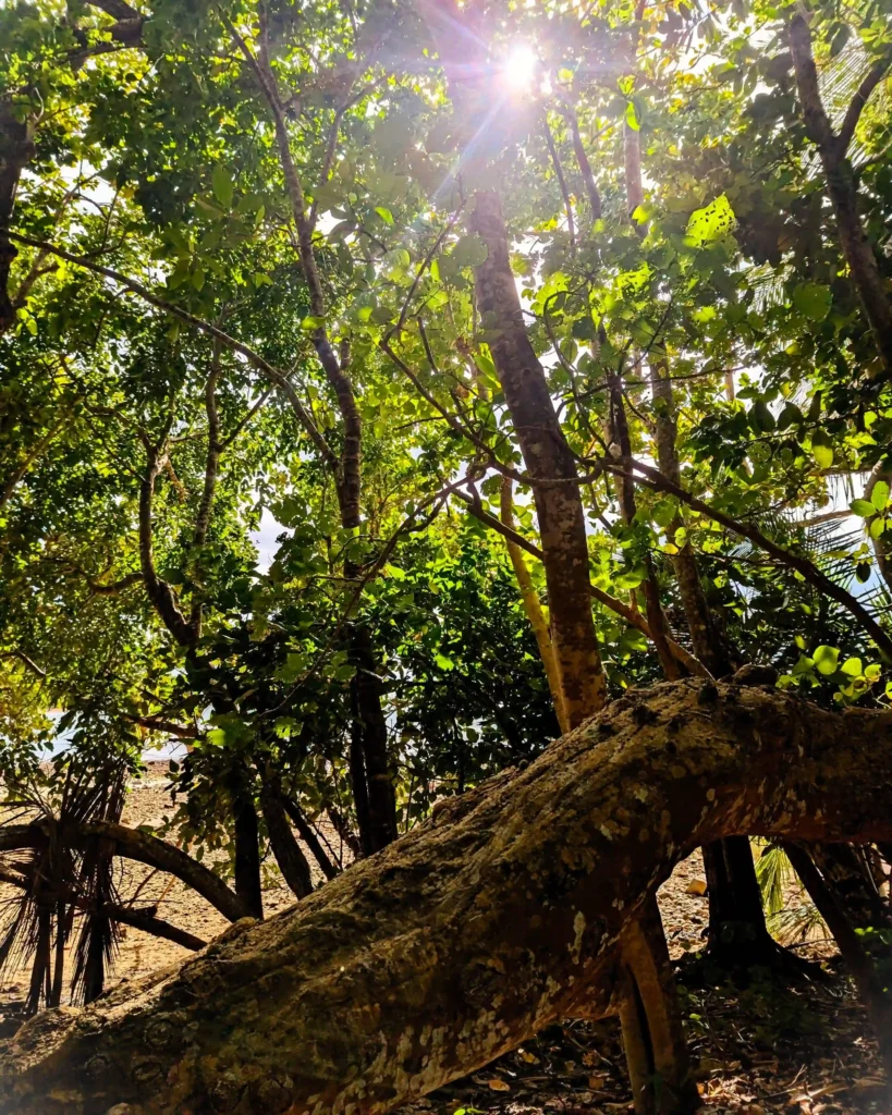 Sunlight filtering through dense tropical trees with a large curved trunk and dappled forest shadows.